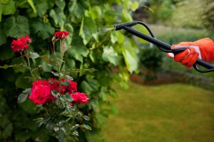 Protecting roses from vermin with pressure sprayer